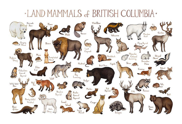 Land Mammals of British Columbia Print