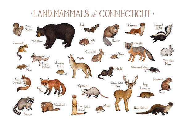 Connecticut Land Mammals Field Guide Art Print
