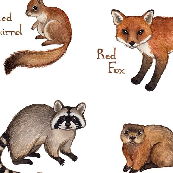 Wholesale Mammals Field Guide Art Print: Delaware