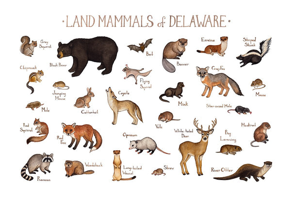 Wholesale Mammals Field Guide Art Print: Delaware