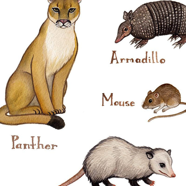 Florida Land Mammals Field Guide Art Print