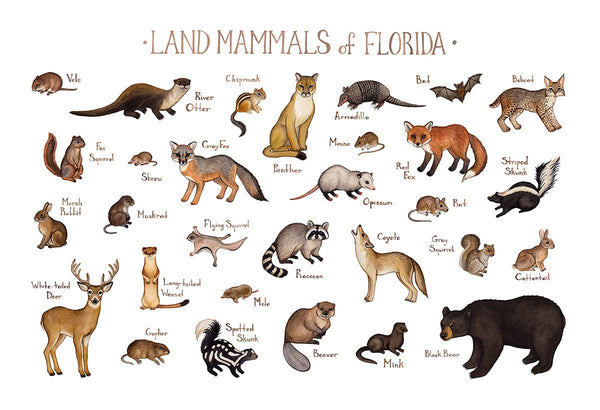 Florida Land Mammals Field Guide Art Print