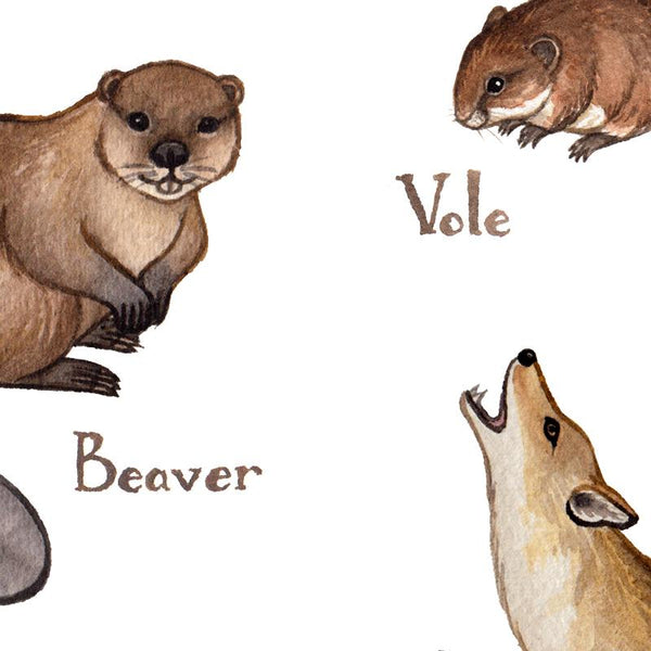 New Brunswick Land Mammals Field Guide Art Print