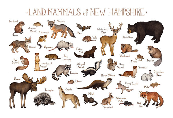 New Hampshire Land Mammals Field Guide Art Print