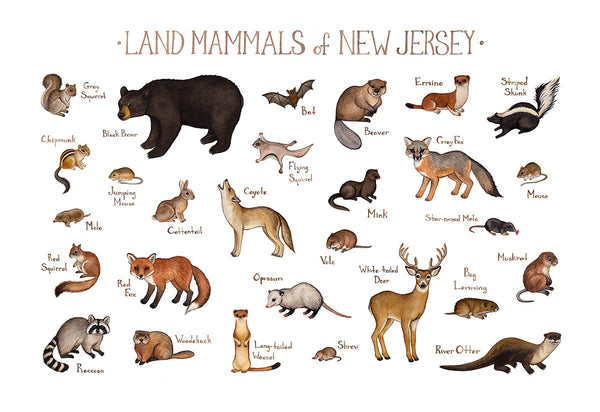 New Jersey Land Mammals Field Guide Art Print