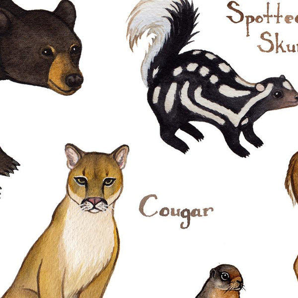 Oregon Land Mammals Field Guide Art Print
