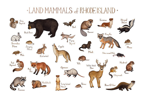 Rhode Island Land Mammals Field Guide Art Print