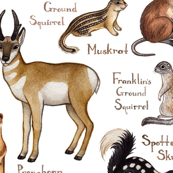 Kansas Mammals Field Guide Art Print