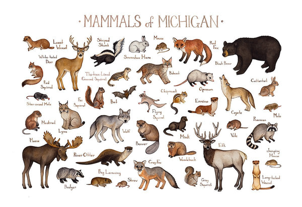 Michigan Mammals Field Guide Art Print