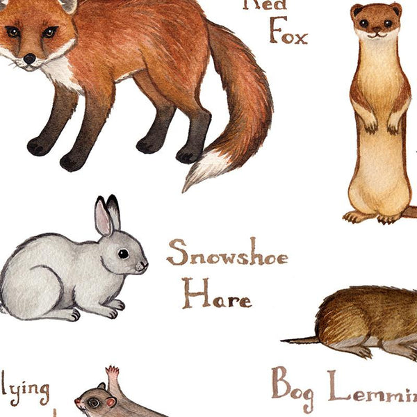 Minnesota Mammals Field Guide Art Print