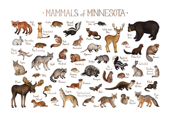 Minnesota Mammals Field Guide Art Print