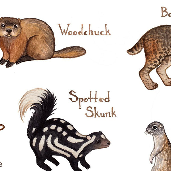 Missouri Mammals Field Guide Art Print