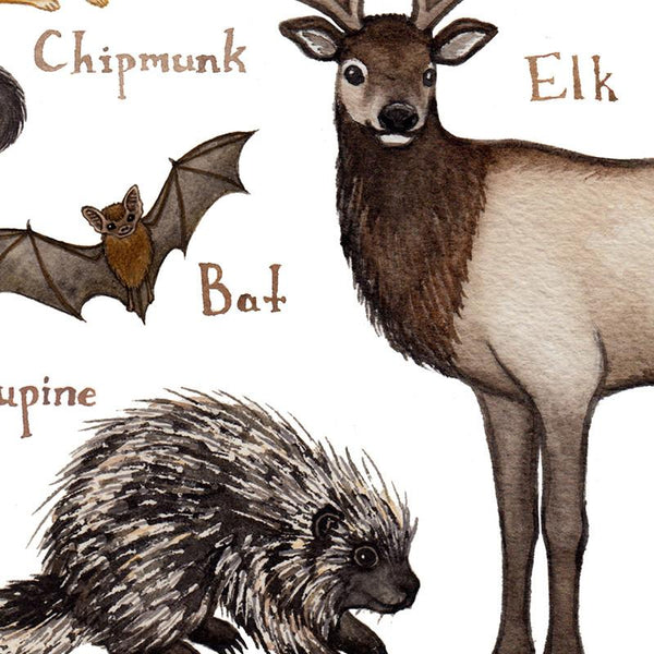 Nebraska Mammals Field Guide Art Print