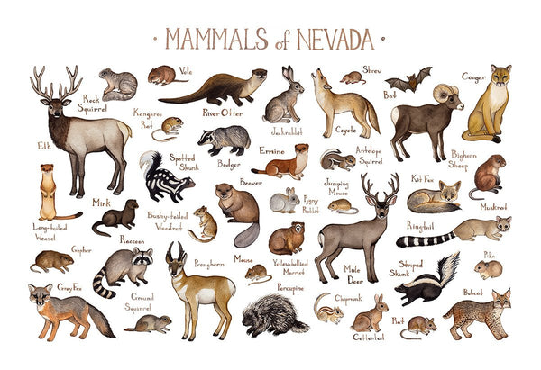 Nevada Mammals Field Guide Art Print