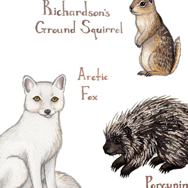 Saskatchewan Mammals Field Guide Art Print