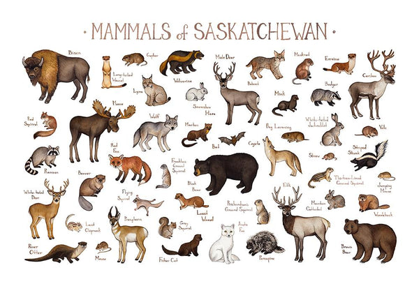 Saskatchewan Mammals Field Guide Art Print