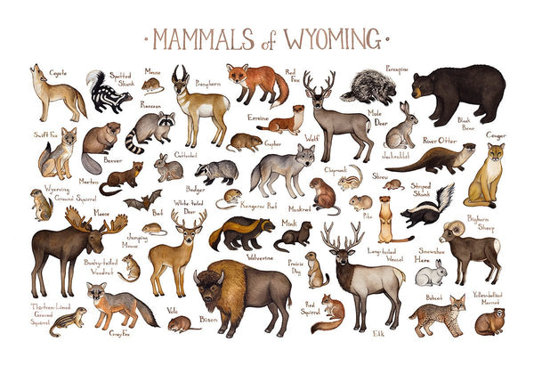 Wyoming Mammals Field Guide Art Print