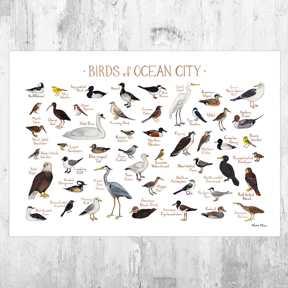 Wholesale Field Guide Art Print: Ocean City Birds