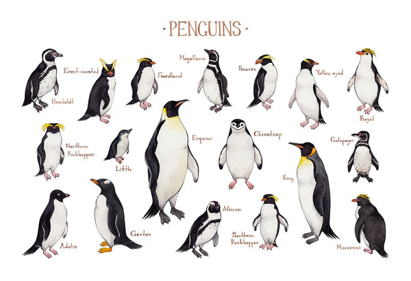 Wholesale Field Guide Art Print: Penguins of the World