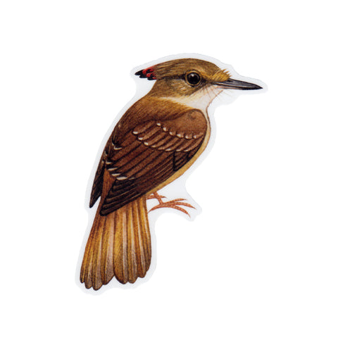 Wholesale Vinyl Sticker: Royal Flycatcher