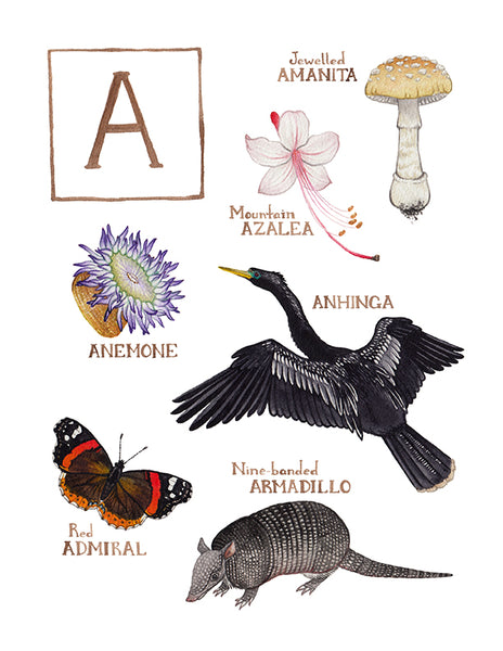 Wholesale Field Guide Art Print: The Letter A