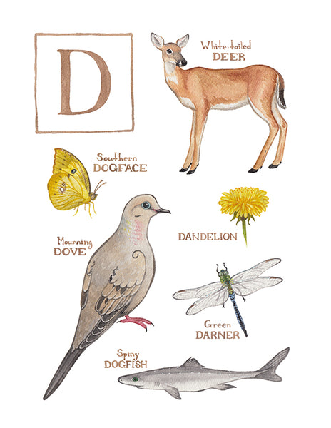 Wholesale Field Guide Art Print: The Letter D