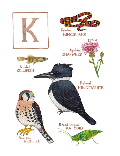 Wholesale Field Guide Art Print: The Letter K
