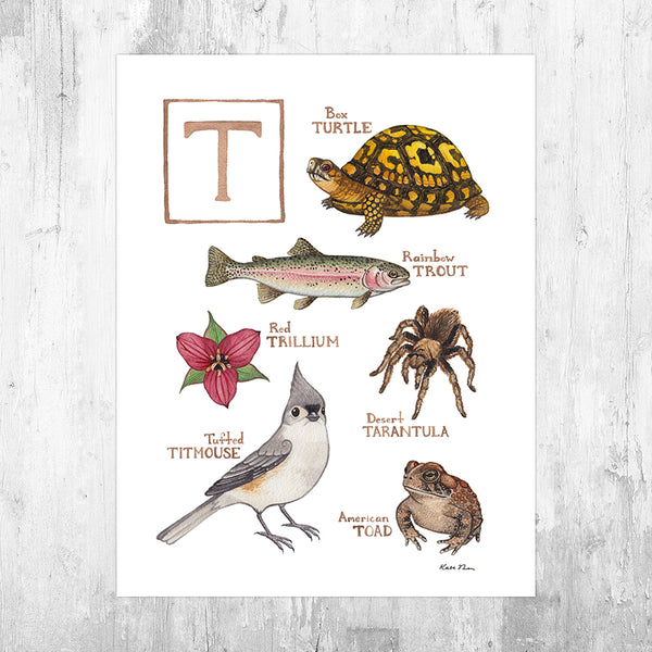 Wholesale Field Guide Art Print: The Letter T