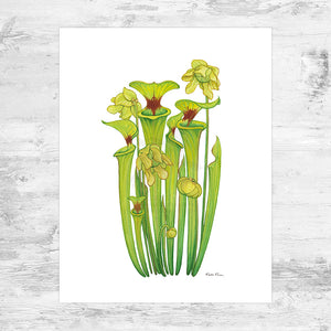 Wholesale Art Print: Yellow Pitcher Plant