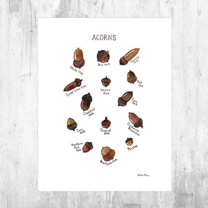 Wholesale Field Guide Art Print: Acorns