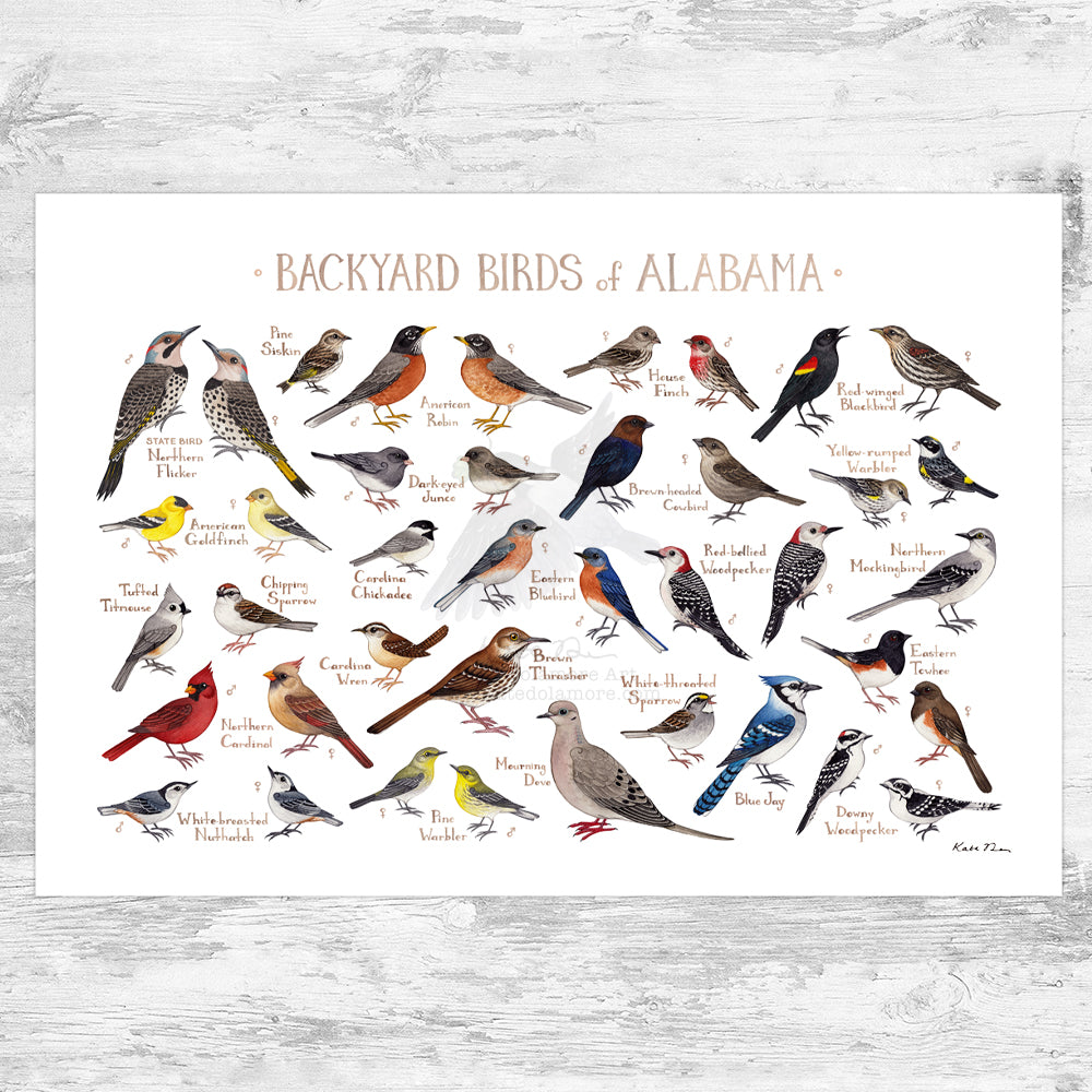 Wholesale Backyard Birds Field Guide Art Print: Alabama