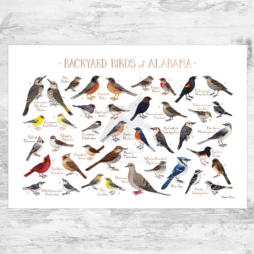 Backyard Birds of the US Prints