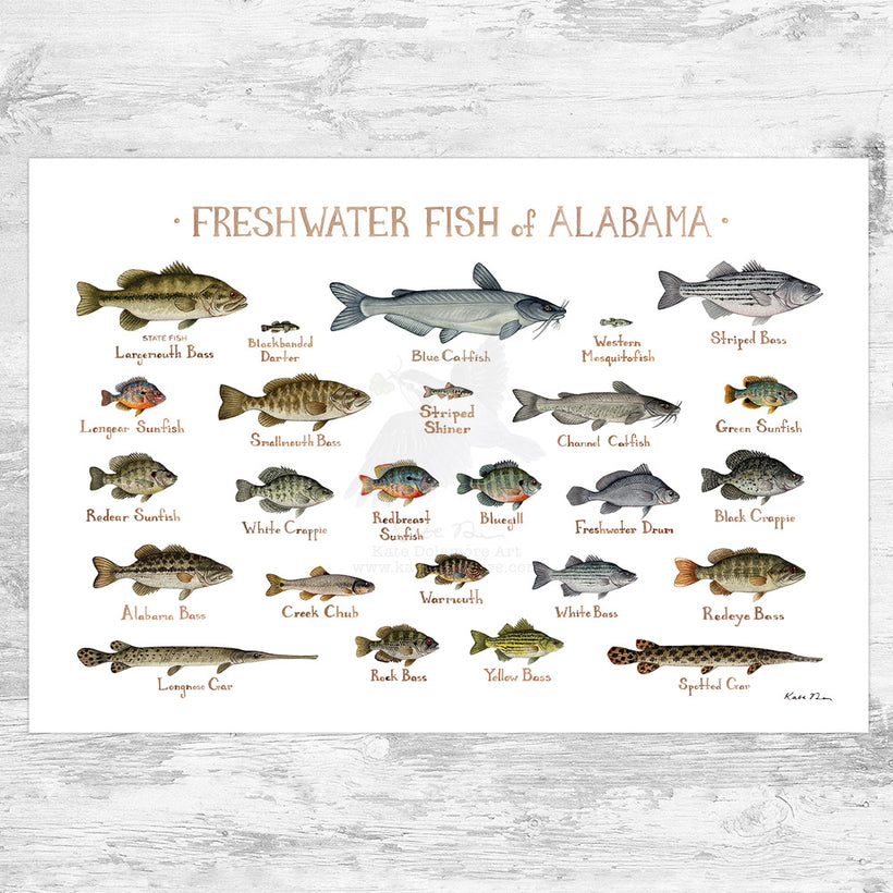 Freshwater Fish of the US Prints
