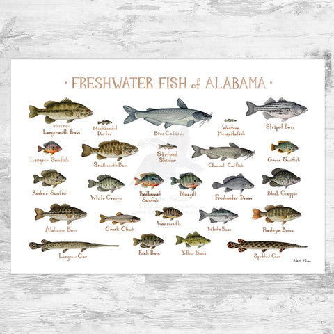 Wholesale Freshwater Fish Field Guide Art Print: Alabama