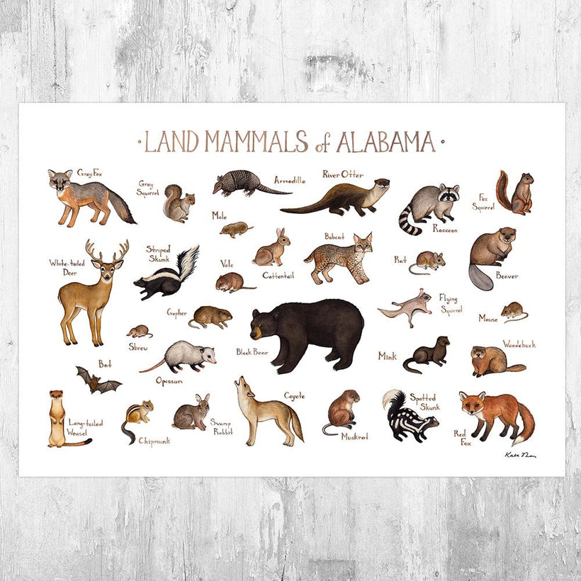Mammals of the US Prints