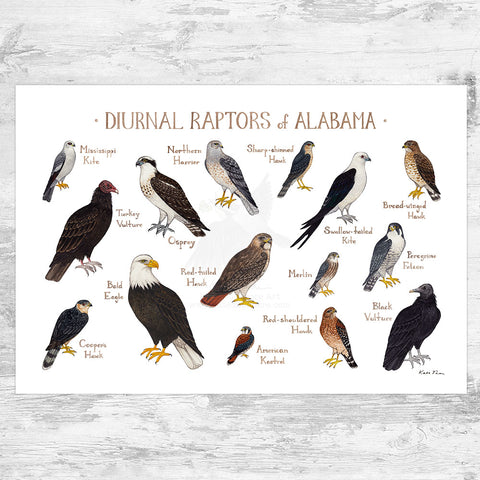 Wholesale Raptors Field Guide Art Print: Alabama