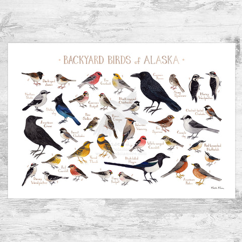 Wholesale Backyard Birds Field Guide Art Print: Alaska