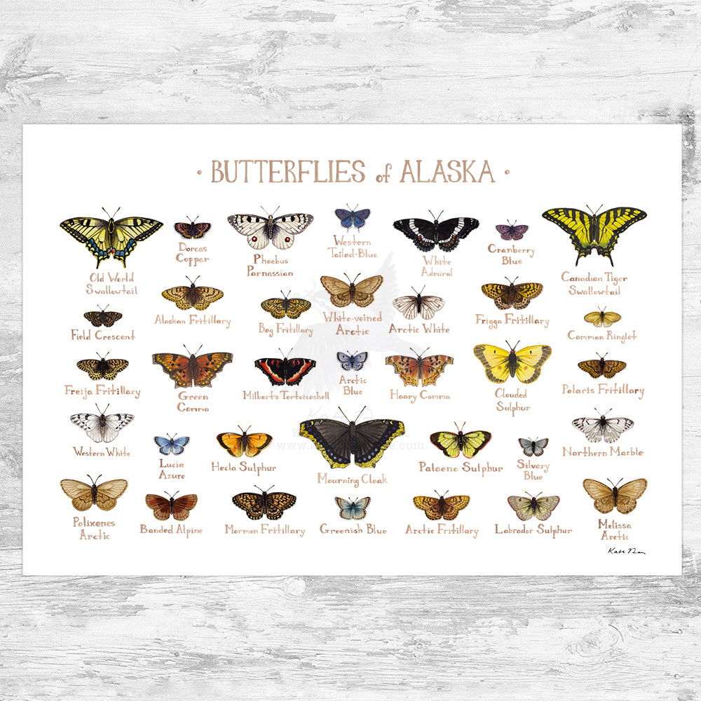 Wholesale Butterflies Field Guide Art Print: Alaska