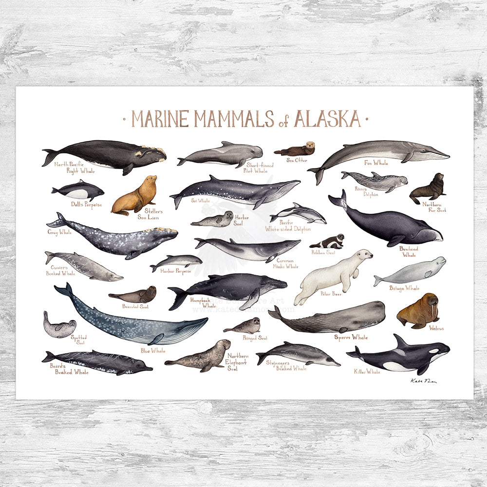 Wholesale Marine Mammals Field Guide Art Print: Alaska