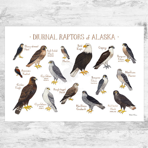 Wholesale Raptors Field Guide Art Print: Alaska