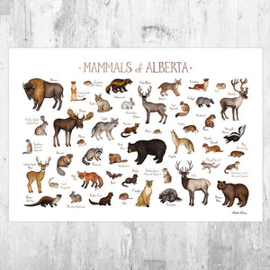Wholesale Mammals Field Guide Art Print: Alberta