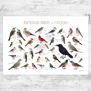 Wholesale Backyard Birds Field Guide Art Print: Arizona