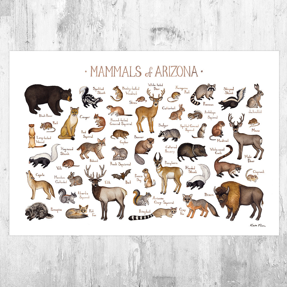 Wholesale Mammals Field Guide Art Print: Arizona