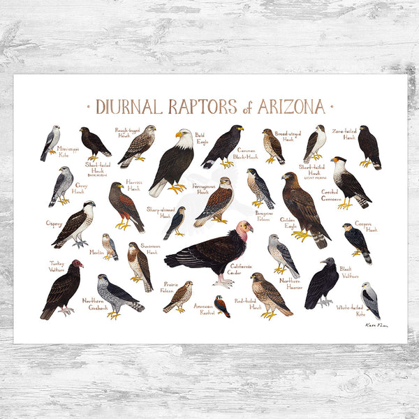 Wholesale Raptors Field Guide Art Print: Arizona