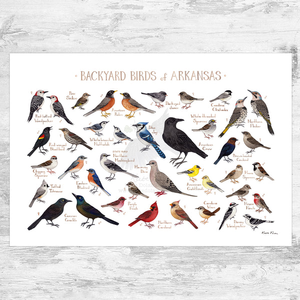 Wholesale Backyard Birds Field Guide Art Print: Arkansas