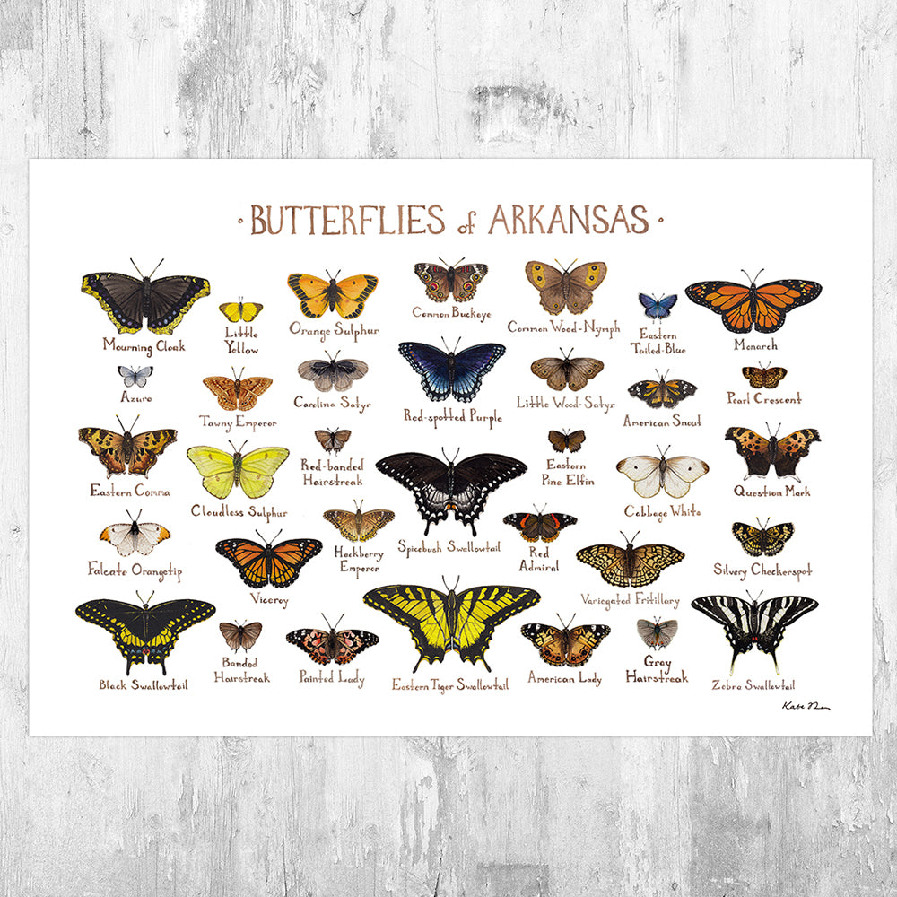 Wholesale Butterflies Field Guide Art Print: Arkansas