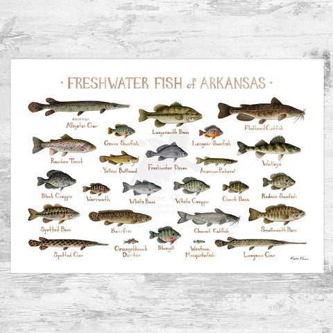 Wholesale Freshwater Fish Field Guide Art Print: Arkansas