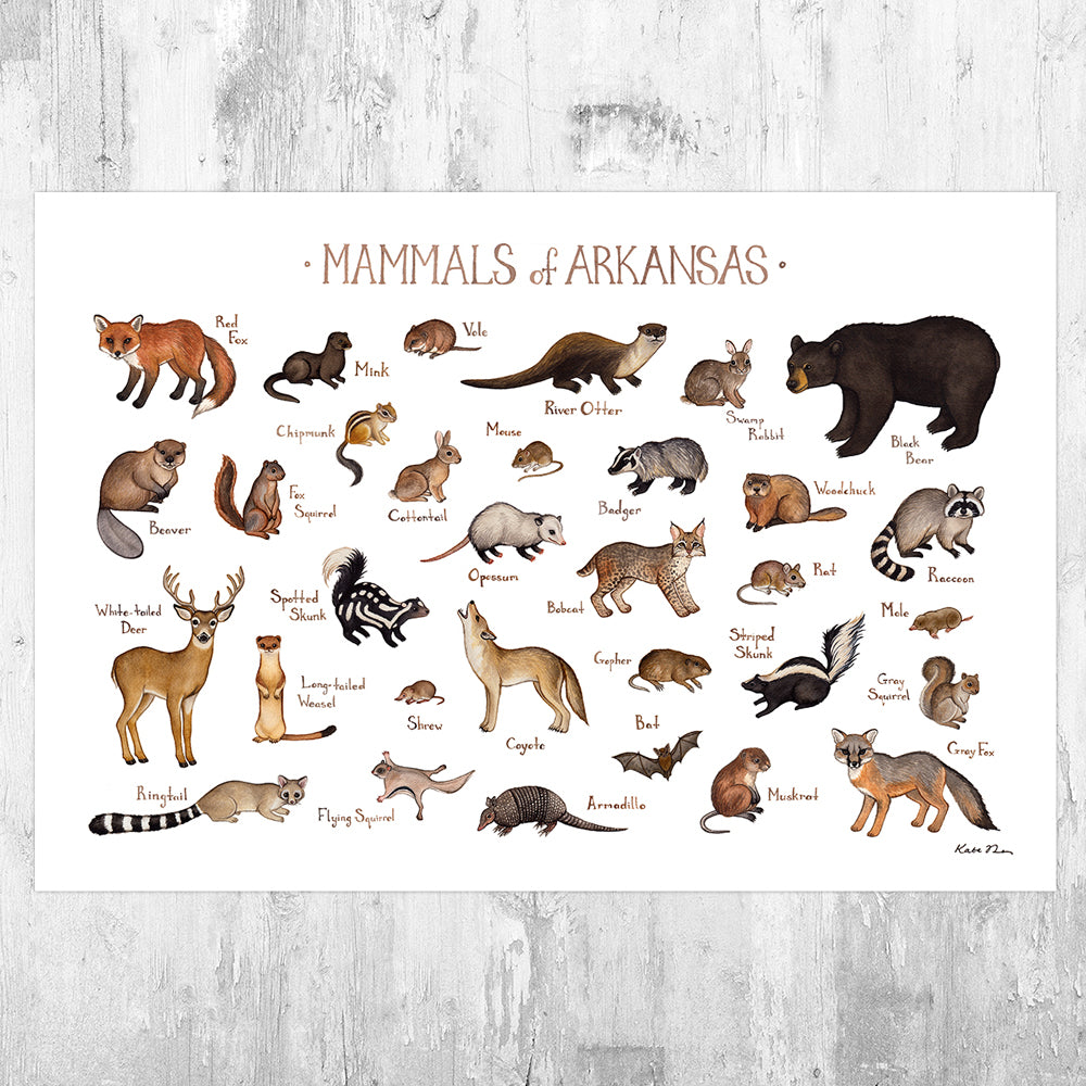 Wholesale Mammals Field Guide Art Print: Arkansas