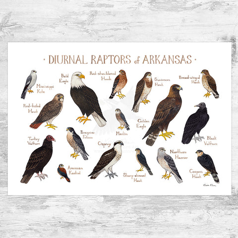 Wholesale Raptors Field Guide Art Print: Arkansas