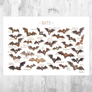 Wholesale Field Guide Art Print: Bats of North America